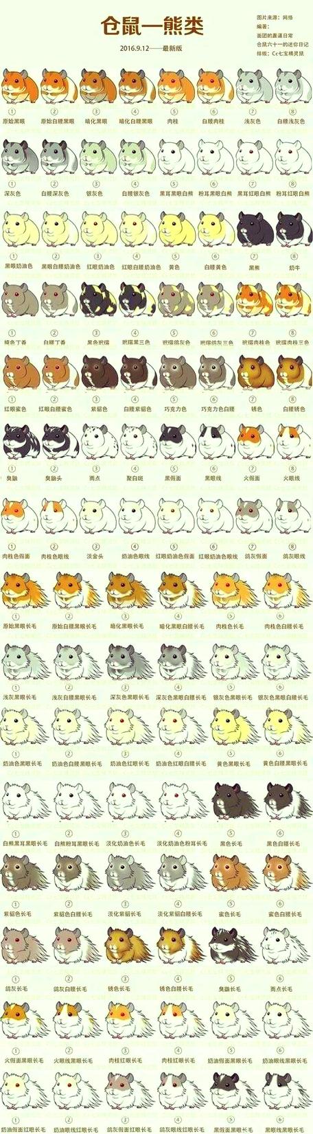 金丝熊15天幼崽吃什么