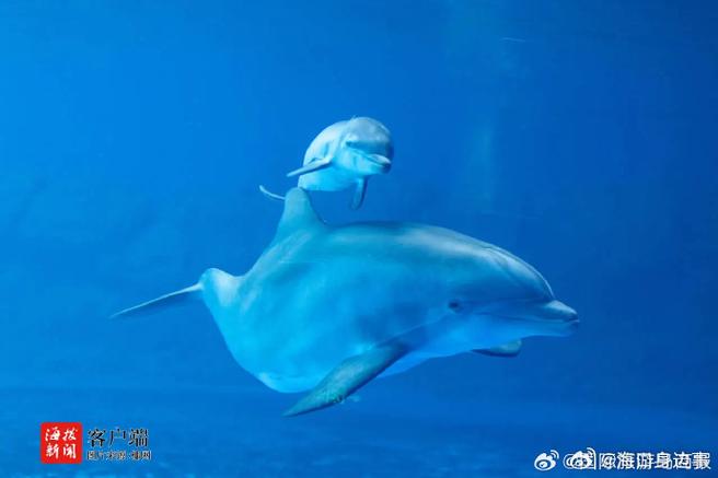 男生说小海豚是什么意思
