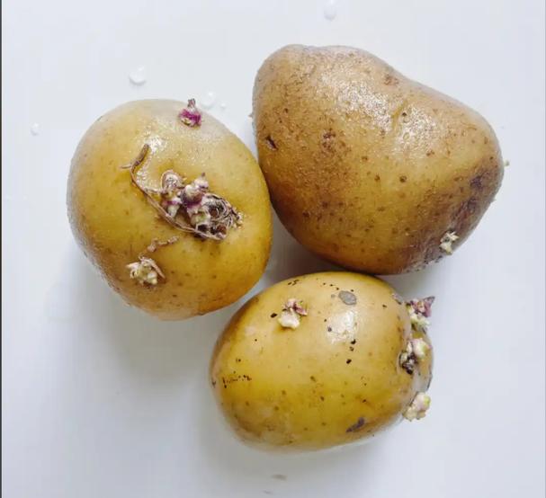 老一辈为什么吃发芽土豆截图