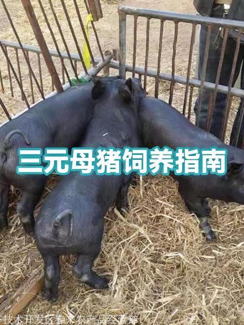 三元母猪留母猪怎么样