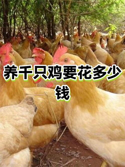 庆鸡多少钱