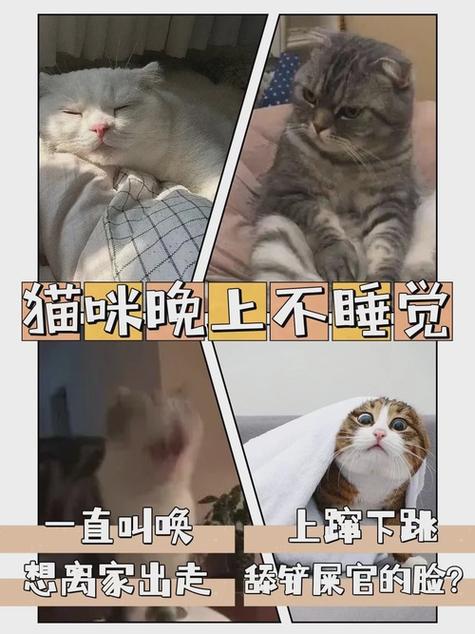猫咪突然不来你这边睡觉了