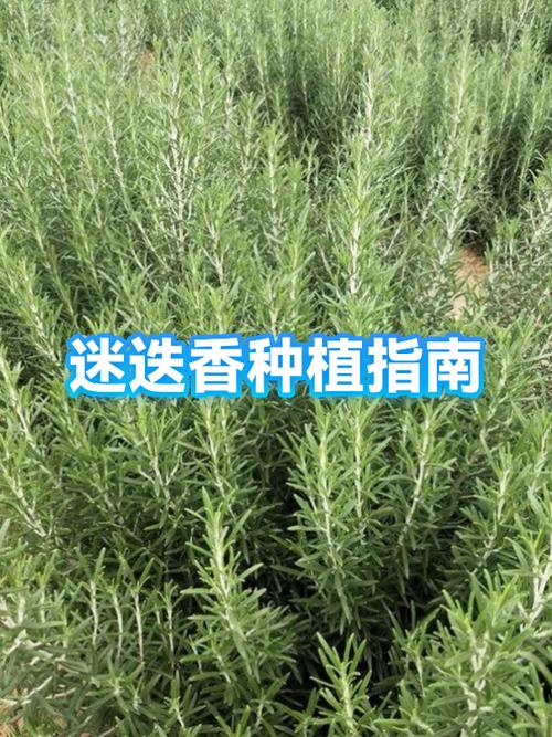 迷迭香用什么土壤种植好