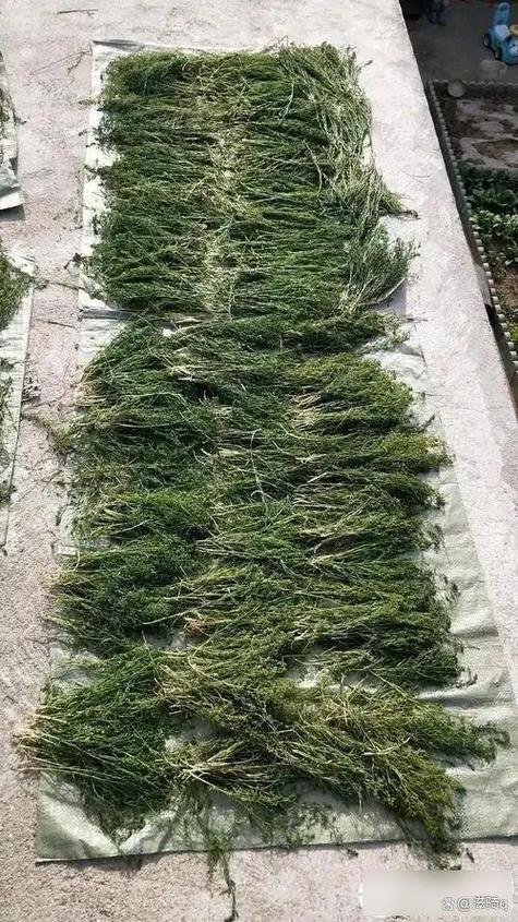 种草一亩地利润多大