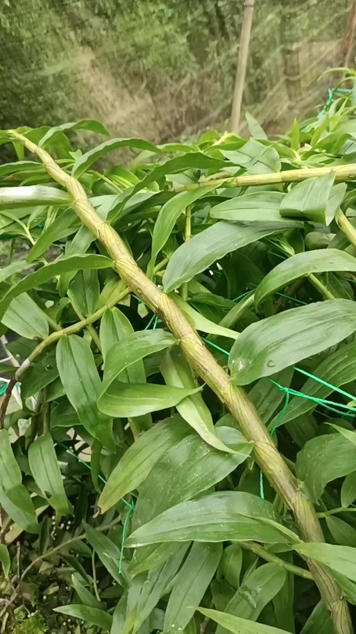 三根草长什么样子图标