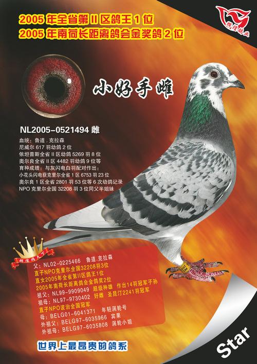 鸽手拍卖app官方图标