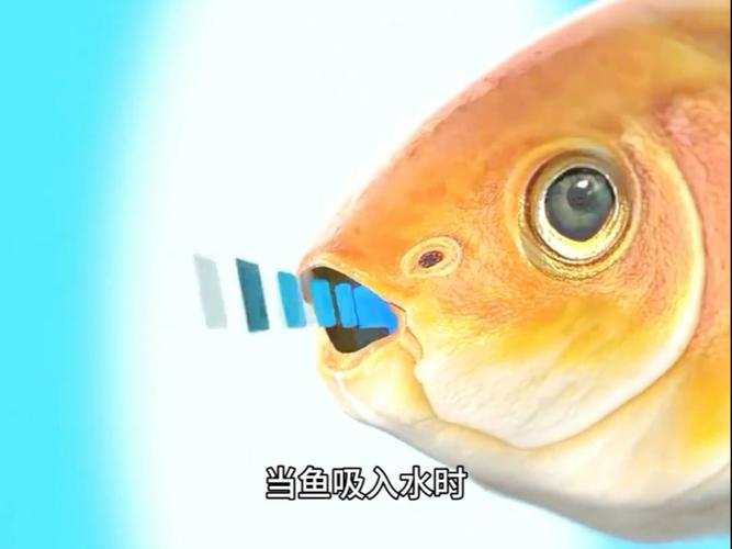 鱼缸增氧泵一天开多久合适