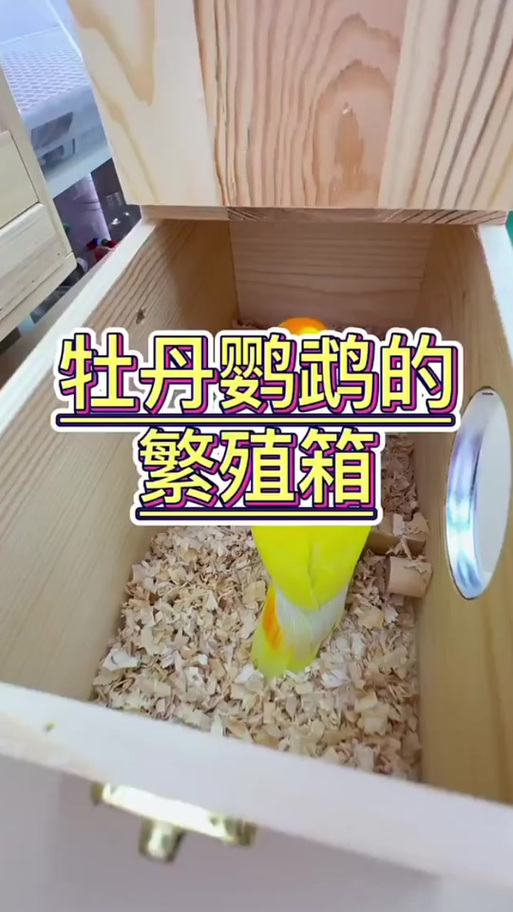 养鹦鹉用不用准备窝