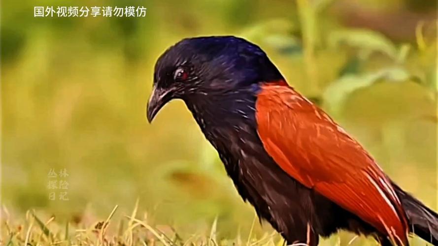 鸟最害怕的声音播放