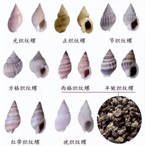 常见的海螺种类有哪些图标