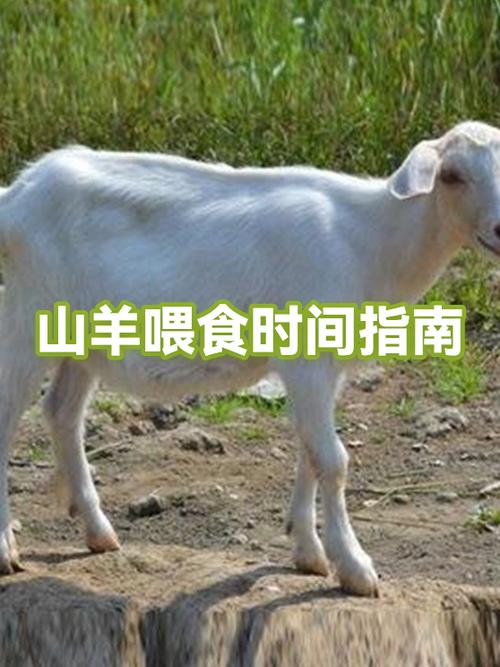 羊可以喂苹果吗截图