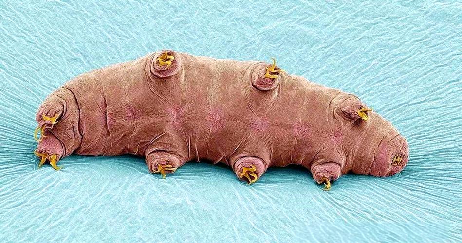 水熊虫的饲养
