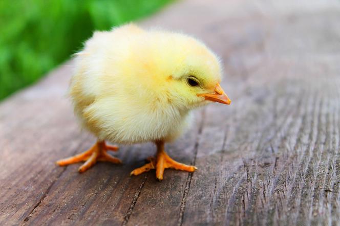 chickenput
