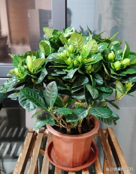 养殖栀子花的方法