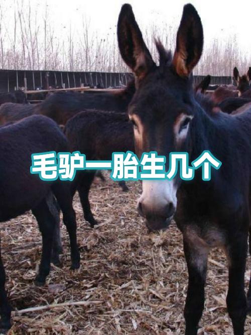 毛驴是什么和什么生出来的