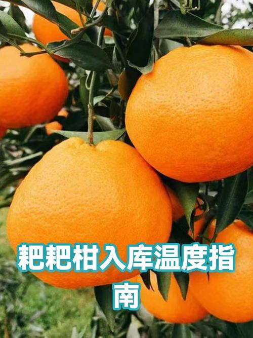 耙耙柑的热量高吗