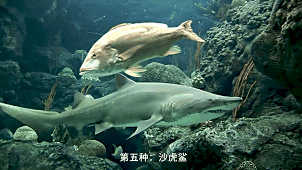 鲨鱼怎么样去沙截图