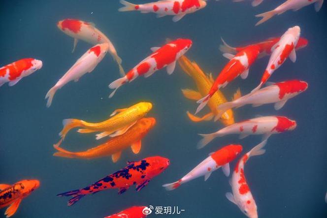 娘子锦鲤运程锦玥