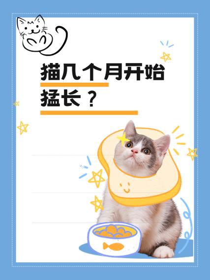 区块猫是什么时候开始的