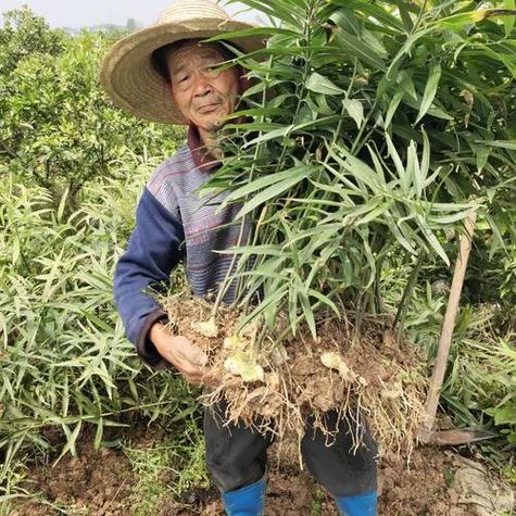 种植什么药材最赚钱