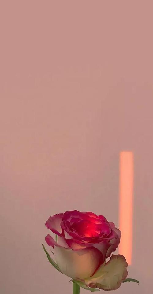 免费视频壁纸