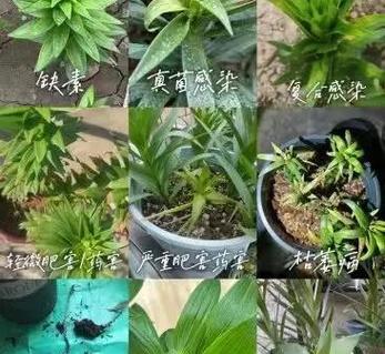 百合不变黑最简单三个步骤缩略图