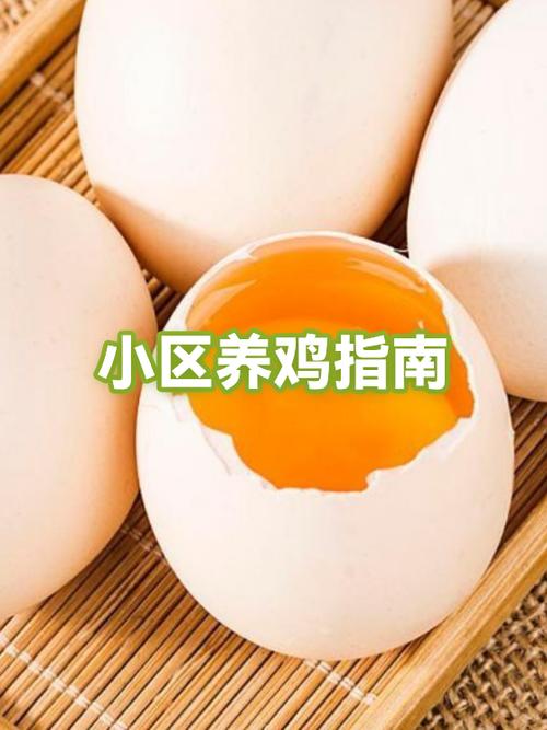 养鸡不生病绝招