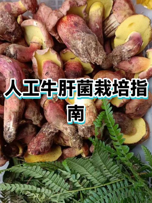 牛干菌种植技术缩略图