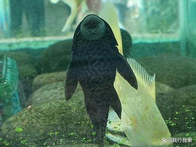 金鱼缸里可以养清道夫吗