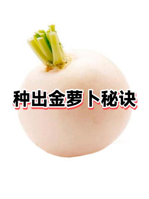 保卫萝卜10金萝卜阵型介绍