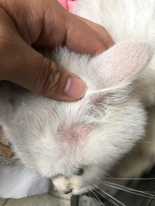 猫得猫藓有什么症状图标