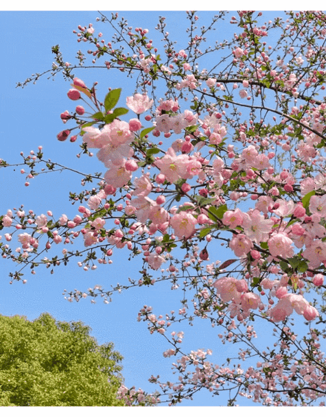 北京花海