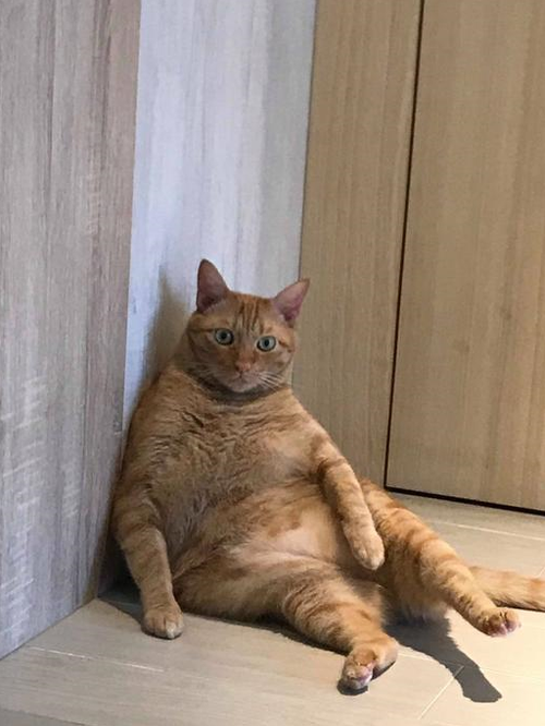 十个胖子九个短什么意思缩略图