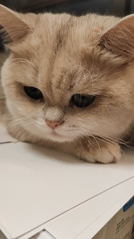 猫突然扑人脸要警惕