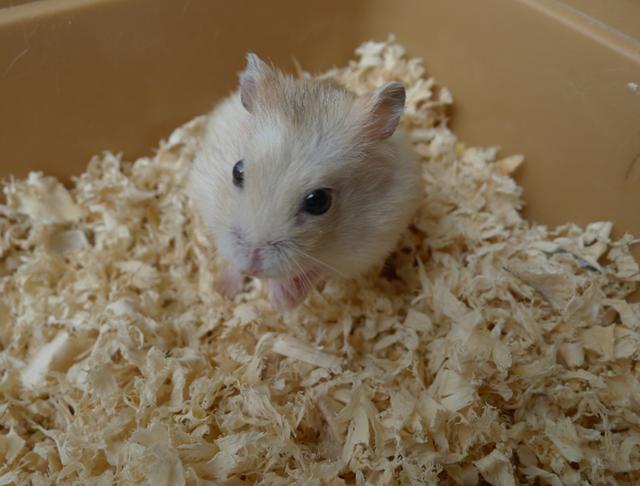 仓鼠喝活水还是死水