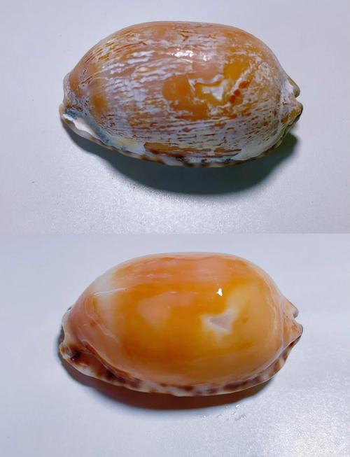 和田螺功效