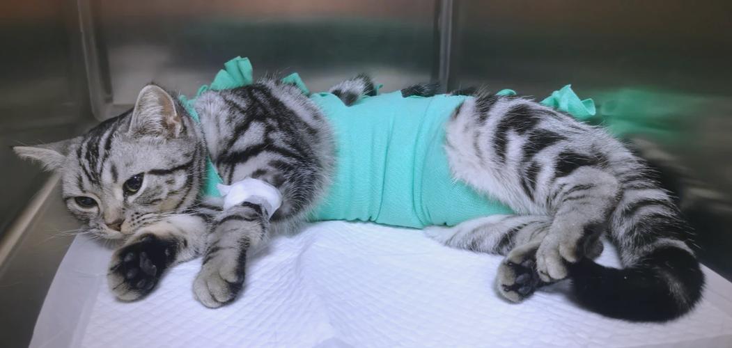 哪有免费给猫做绝育的