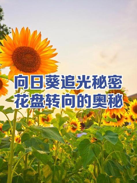 迷你世界追光计划私密模式可以打开