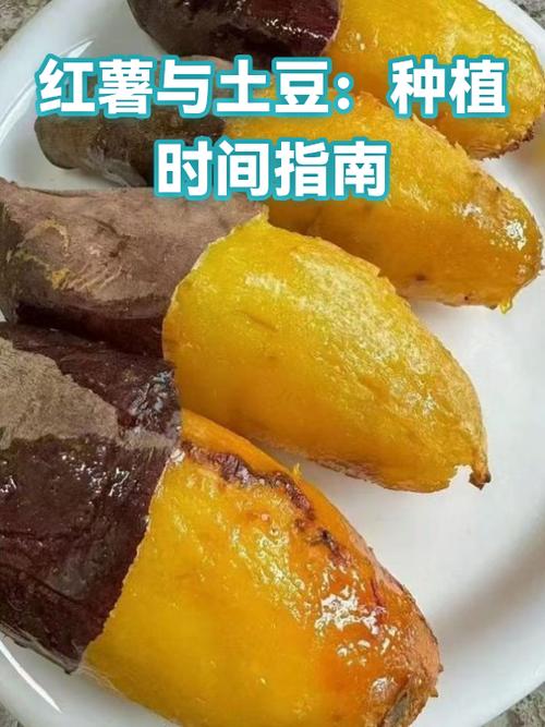 红薯宝多少钱一包截图