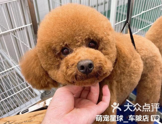 泰拉瑞亚宠物缩略图