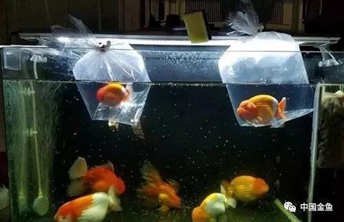 新买的金鱼入缸前处理