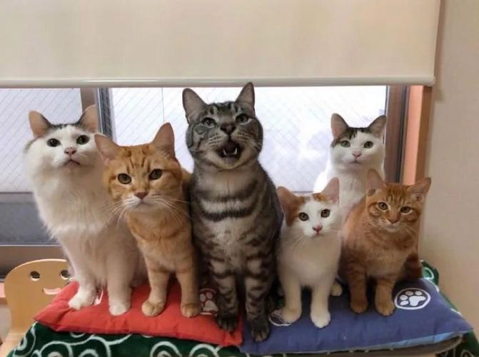 六只猫争着要养我txt