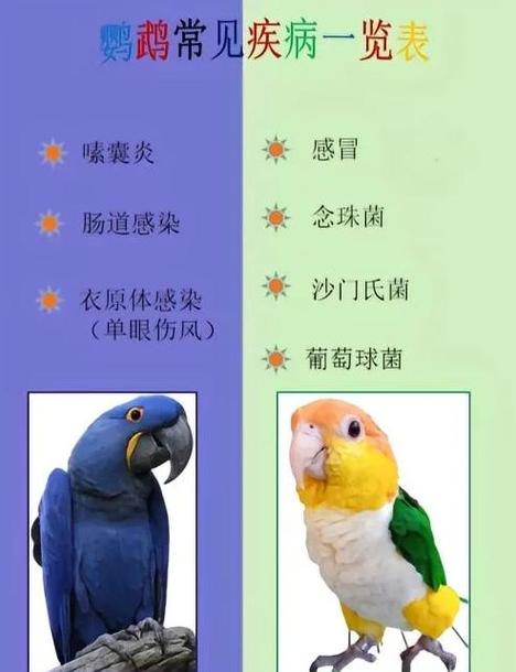 鹦鹉受凉后的症状缩略图