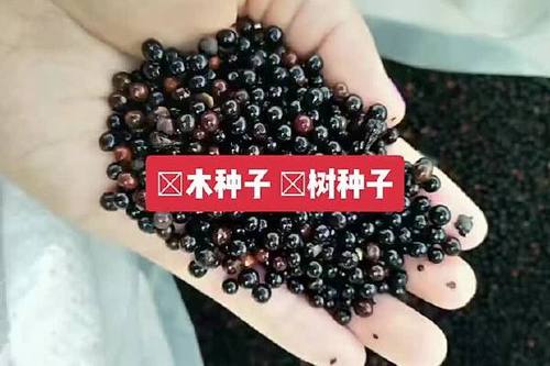 怎么把视频变成种子