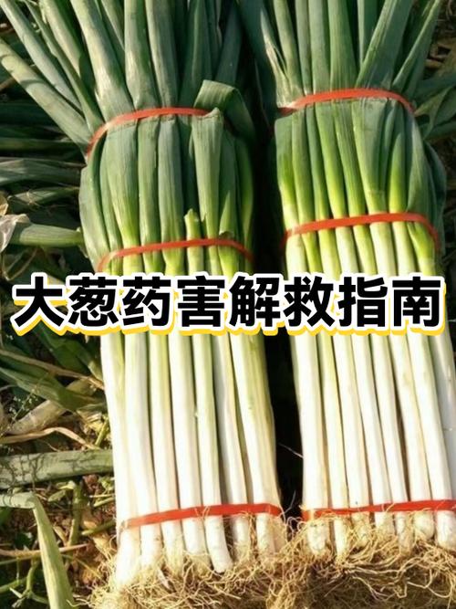 长期吃药怎么去解药毒