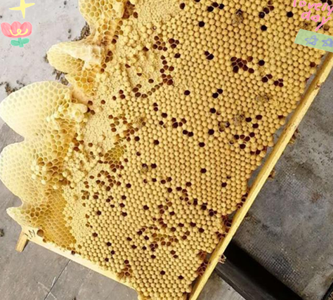 蜜蜂窝怎么处理