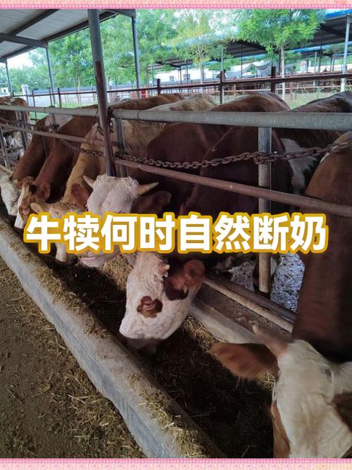 《隔离圈养期》TXT游戏截图