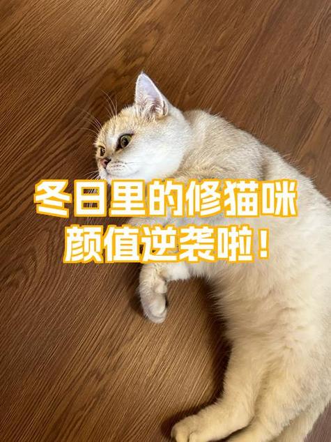 关于修猫的三种意思