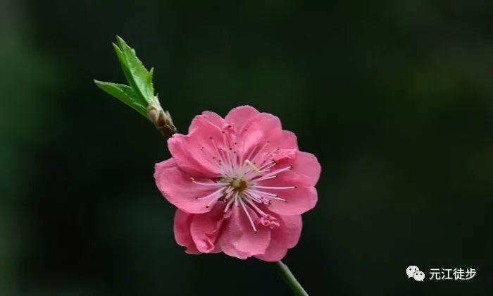 免年烂桃花那一年