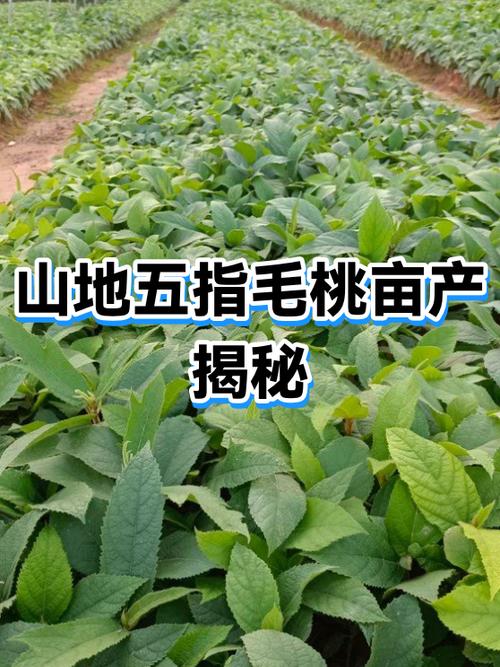 五指毛桃多少年才收获